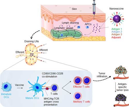 Schematic depiction of nanovaccine-based vaccine delivery for cancer immunotherapy