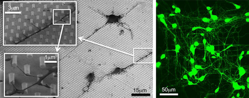 brain-on-a-chip
