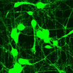 neuronal_network