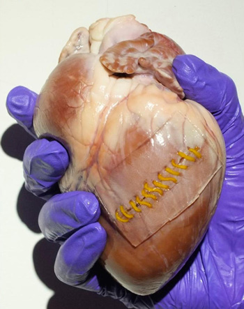 PDMS nanosucker array sample adhering to a pig heart