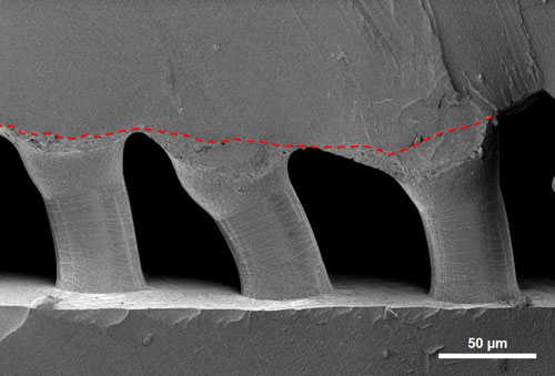 SEM side view image showing fibers of an adhesive film attached to an artificial skin