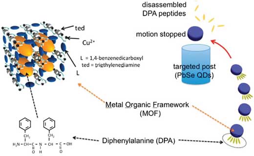pH gradient change in environment triggers the disassembly of diphenylalanine from the MOF and particle movement