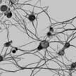 neurons