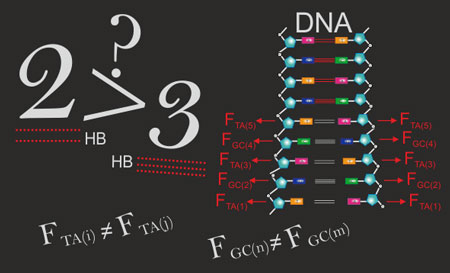 the quantification of the relative strengths between base pairs in DNA due to zipping hydrogen bonds