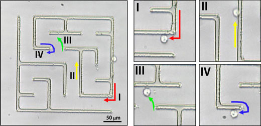 Automated topographical guidance of colloidal particles through complex maze structures under acoustic microstreaming manipulation