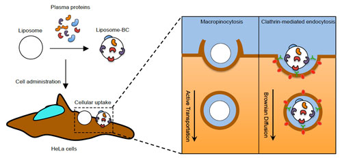 Summary of the present understanding of the role played by biomolecular corona on the multicomponent liposome association with HeLa cells
