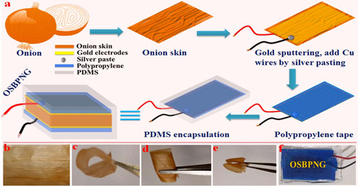 Schematic of fabrication of onion skin bio-piezoelectric nanogenerator with cross-section view