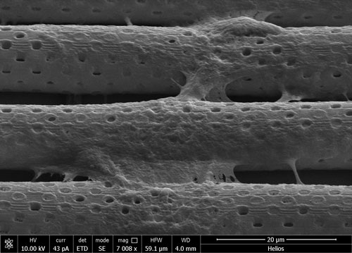 scanning electron microscopy image of the biohybrid BBB model