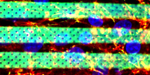 Confocal acquisition of the biohybrid BBB model (f-actin, ZO-1 and nuclei of bEnd3 cells have been stained in red, green and blue respectively)