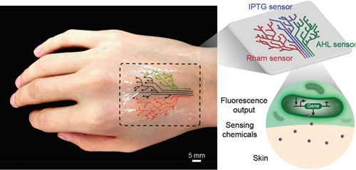 3D-printed living tattoo for chemical detection on human skin