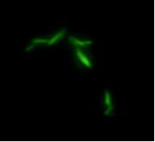 fluorescence image of Salmonella