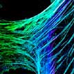 actin_filaments