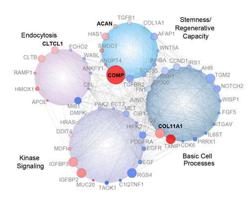 gene network displaying interconnected genetic targets