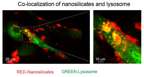 internalization of nanosilicates by human stem cells