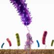 bacterial_infection
