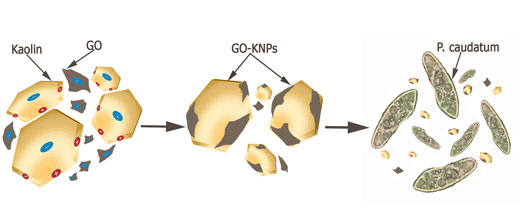 complexation of graphene oxide and kaolin, followed by uptake by P. caudatum protists