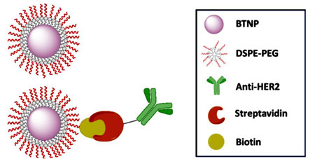 Scheme of the functionalization of barium titanate nanoparticles (BTNPs) with anti-HER2 antibody through DSPE-PEG-biotin coating