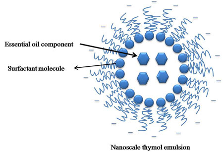 model of thymol nanoemulsion