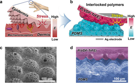 Skin-inspired and hierarchical polymer architectures for spacer-free, ultrathin, and highly sensitive triboelectric sensors