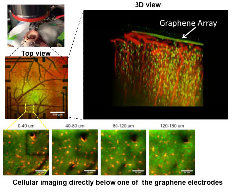 graphene array placed under glass imaging window in a mouse