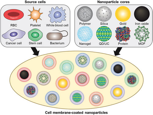 Cell membrane-coated nanoparticles