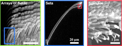 Micro and nanostructure of Gecko feet