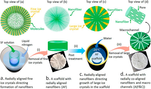 Fabricating 3D Scaffolds with Radially Co-Aligned Nanofibers and Interconnected Macrochannels