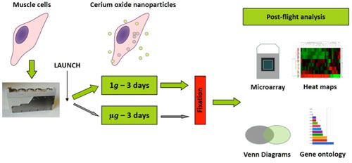 Muscle cells were cultured in the depicted fluidic systems and exposed to cerium oxide nanoparticles under both microgravity and normal gravity