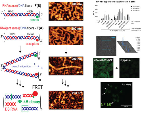 Schematics showing re-association of NANPs with subsequent release of RNAi inducers, NF-kB decoys, and activation of FRET (left) and corresponding AFM images, immunological profiles, activation of FRET, RNAi, and NF-kB decoys