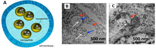 high-density and safe loading of iron oxide nanoparticles in therapeutic cells