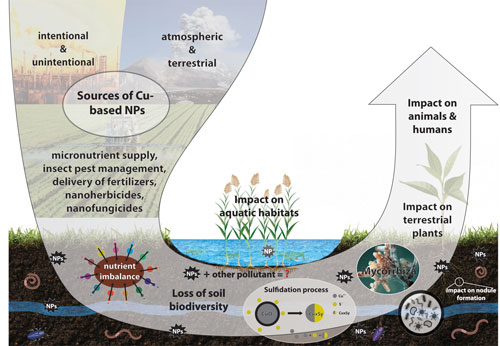 Schematic of CuO nanoparticle sources to environment and their effects on different ecosystems
