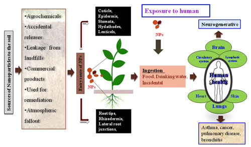 Overview of soil contamination and impacts on human health