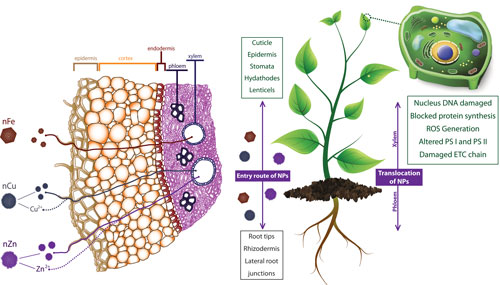 Schematic presentations of nanoparticles uptake, translocation and phytotoxicity