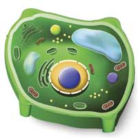 plant-cell-nucleus