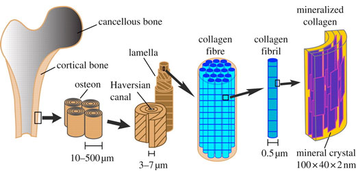 Hierarchical structure of bone