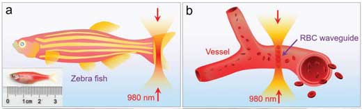 Schematic diagram showing optical assembly of a  red blood cell waveguide inside a zebrafish