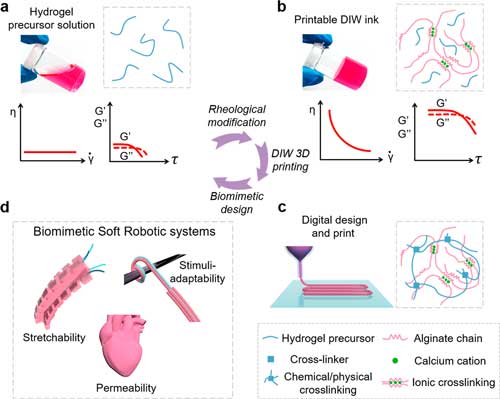 Schematic illustration of DIW 3D printing hydrogels into biomimetic soft robots