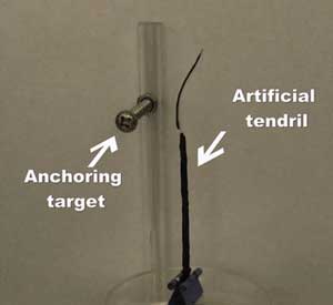 phototropic bending and anchoring of an artificial tendril
