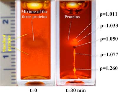 Formation of ellipsoidal patterns from levitated plasma proteins over time