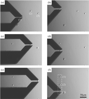 Cell manipulation and alignment with force-controlled micrograsping
