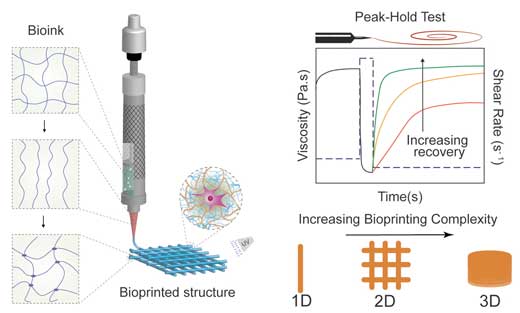 Extrusion-based 3D bioprinting is an emerging additive manufacturing approach for fabricating cell-laden tissue engineered constructs