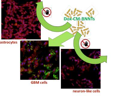 Cancer cell membrane-coated boron nitride nanotubes loaded with doxorubicin selectively target and kill glioblastoma multiforme cells