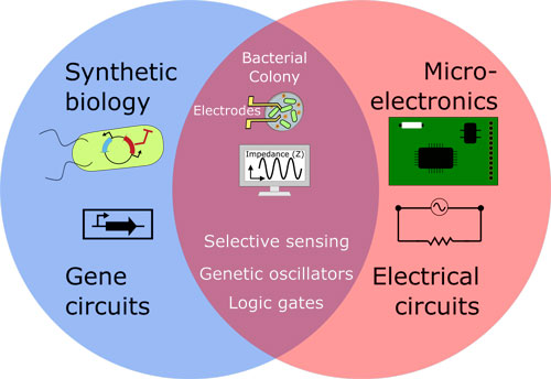 Interfacing gene circuits with microelectronics through engineered population dynamics