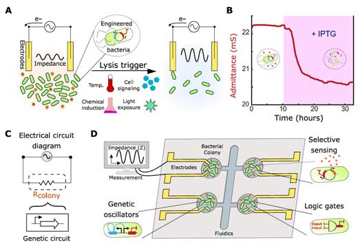 Interfacing genetic circuits with electrical measurement