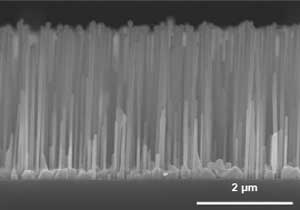 SEM image of vertical nanowire array