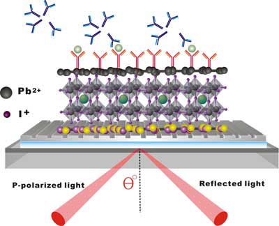Schematic figure of a 2D perovskite-based Goos–Hänchen enhanced surface plasmon resonance biosensor, which is integrated with metasurface patterns