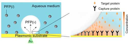scheme of bubble-enhanced surface capture of proteins and description of biphasic fluid