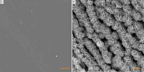 Scanning electron micrographs of smooth control (left) and etched aluminum (right) with nanostructured topography