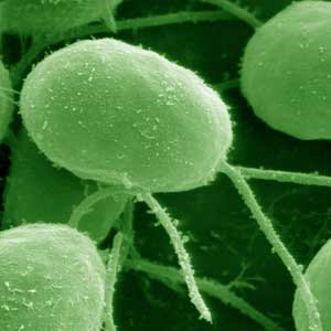 false-colored scanning electron microscope image of Chlamydomonas reinhardtii microalgae