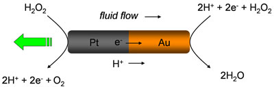 A schematic illustrating self-electrophoresis